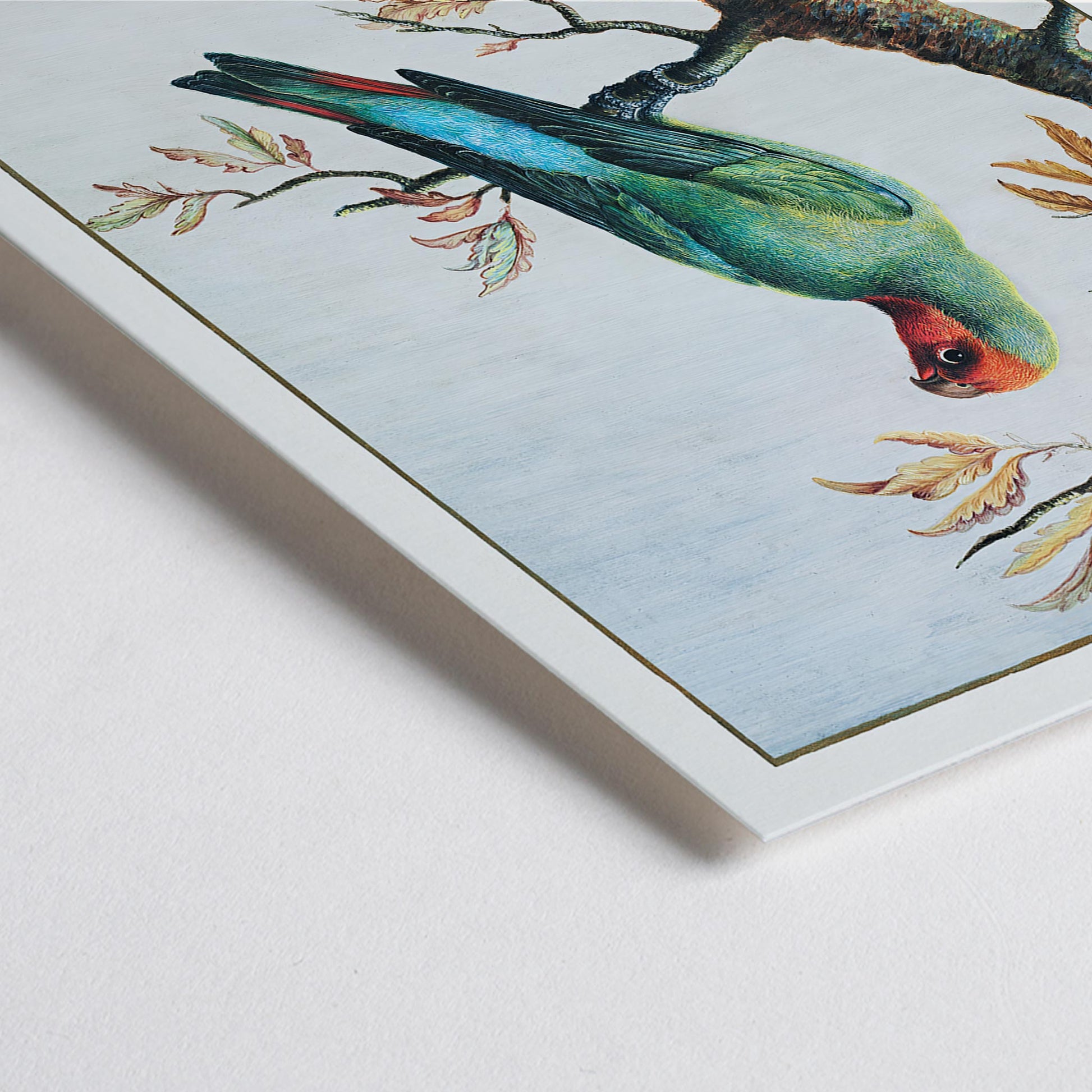 Closeup detail of Colorful parrot on a tree branch with mountain landscape Bird Study painting by George Edwards poster artwork