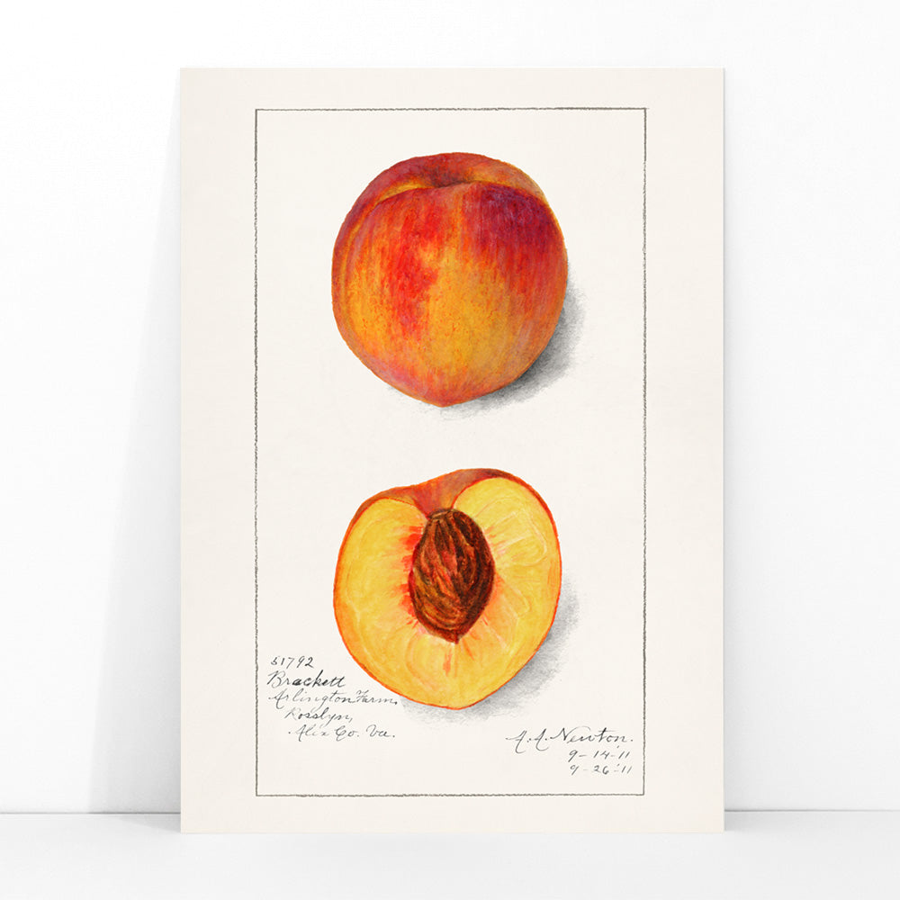Botanical illustration and poster of peaches Prunus Persica by Amanda Almira Newton showing whole and half peach artwork, framed and displayed in modern living room decor