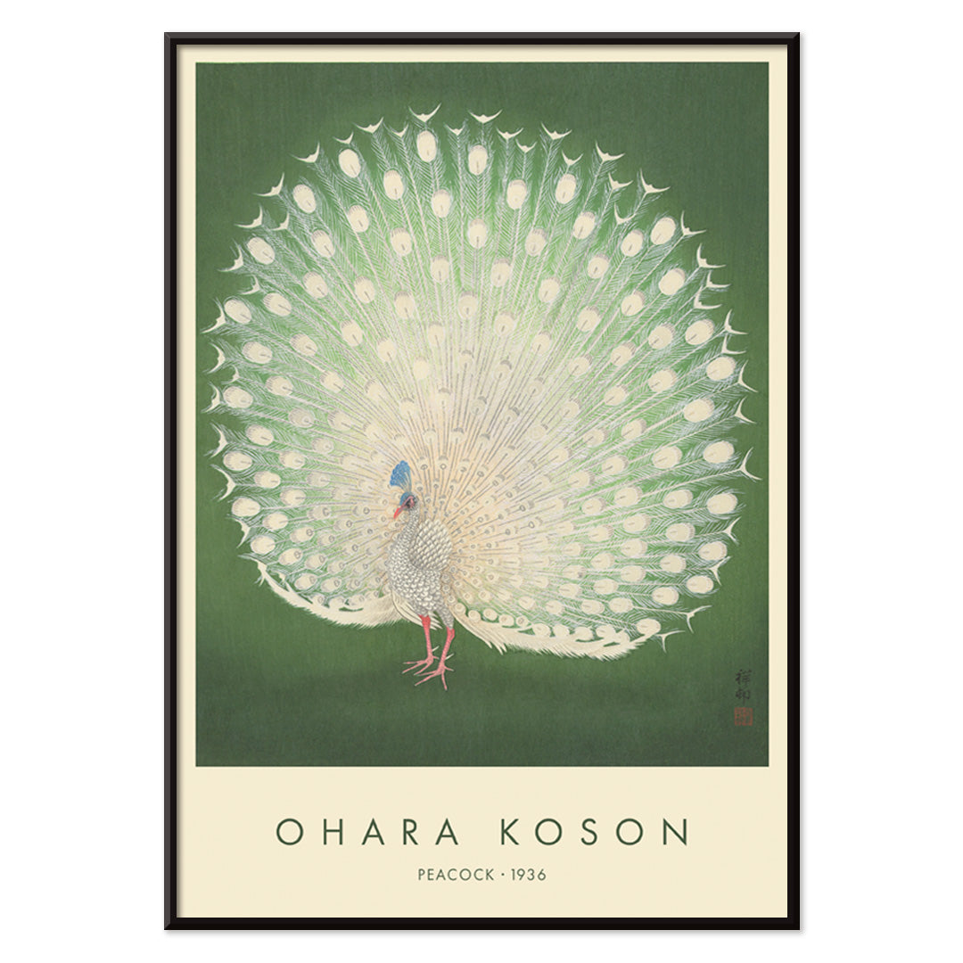 Elegant white peacock with full plumage on green background artwork by Ohara Koson poster, with black aluminium frame on white background