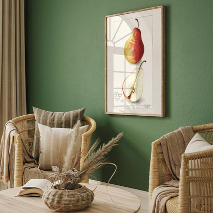 Botanical illustration and poster of ripe pear whole and sliced Pear Pyrus Communis by Amanda Almira Newton, framed and displayed in home decor