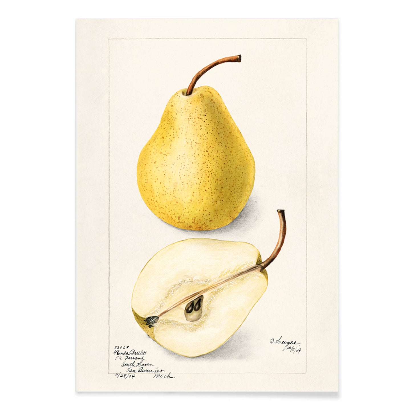Botanical art of whole and sliced pears Pyrus Communis by Bertha Heiges for wall decor or kitchen illustration, with black aluminium frame on white background