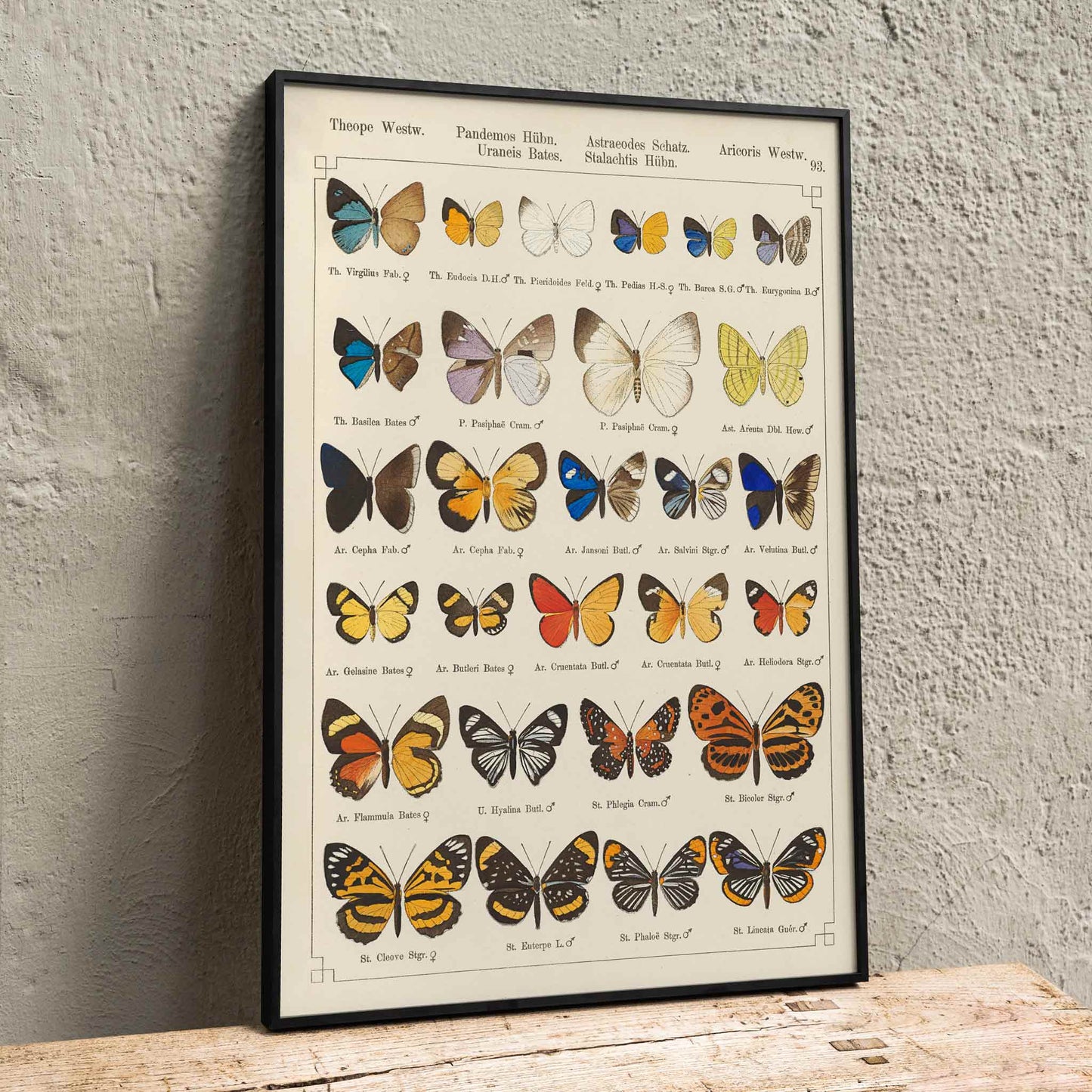 Colorful exotic butterflies and various butterfly species illustrated in intricate detail by Otto Staudinger Exotic butterflies Pl093, framed and displayed in home decor