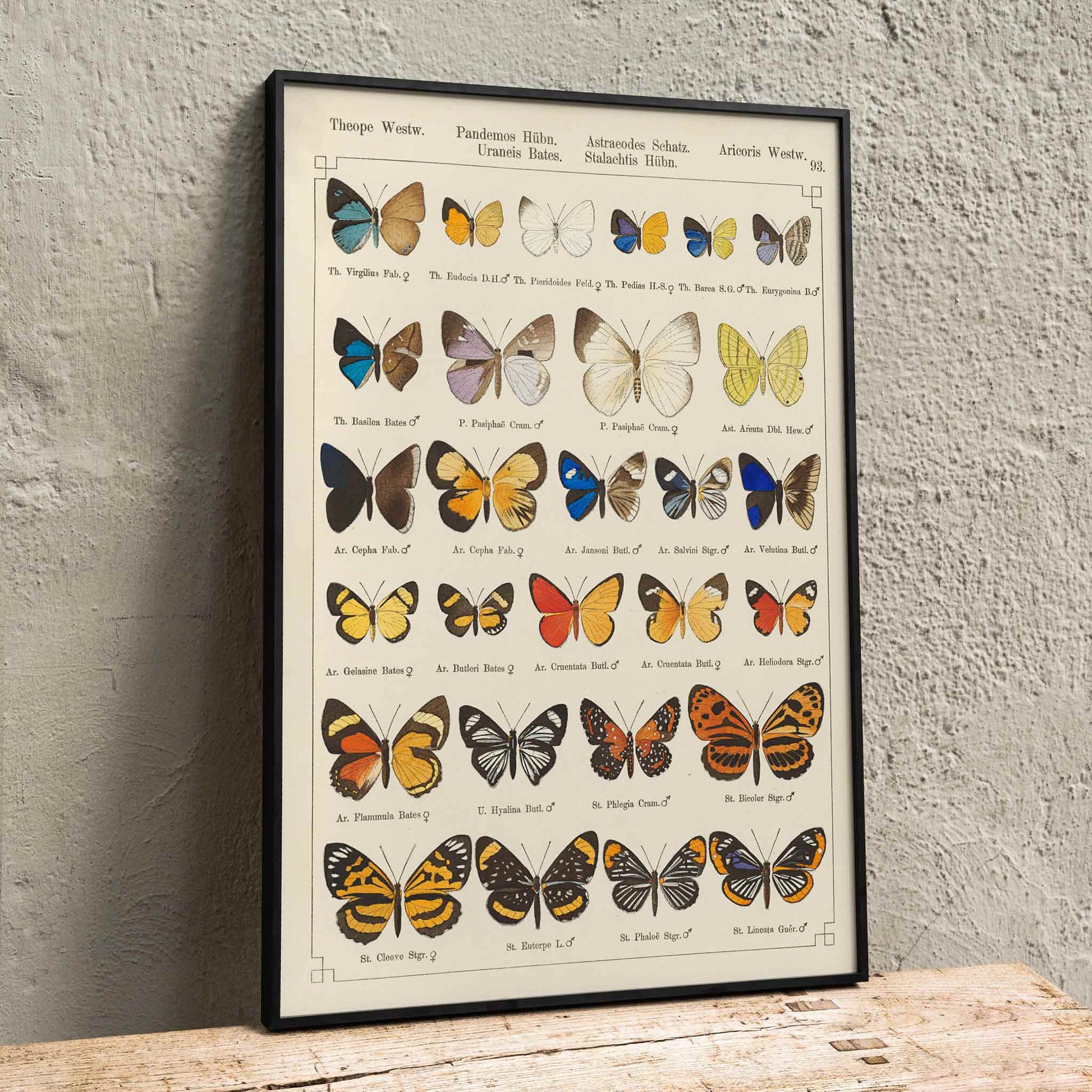 Colorful exotic butterflies and various butterfly species illustrated in intricate detail by Otto Staudinger Exotic butterflies Pl093, framed and displayed in home decor