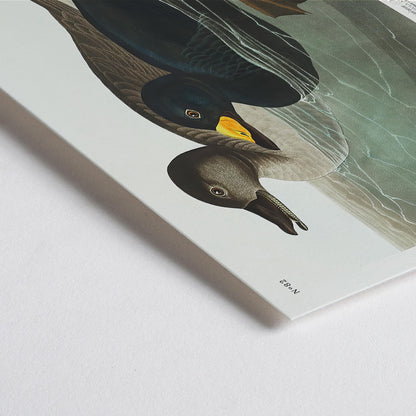 Closeup detail of American Scoter ducks swimming in water artwork by John James Audubon Birds of America poster