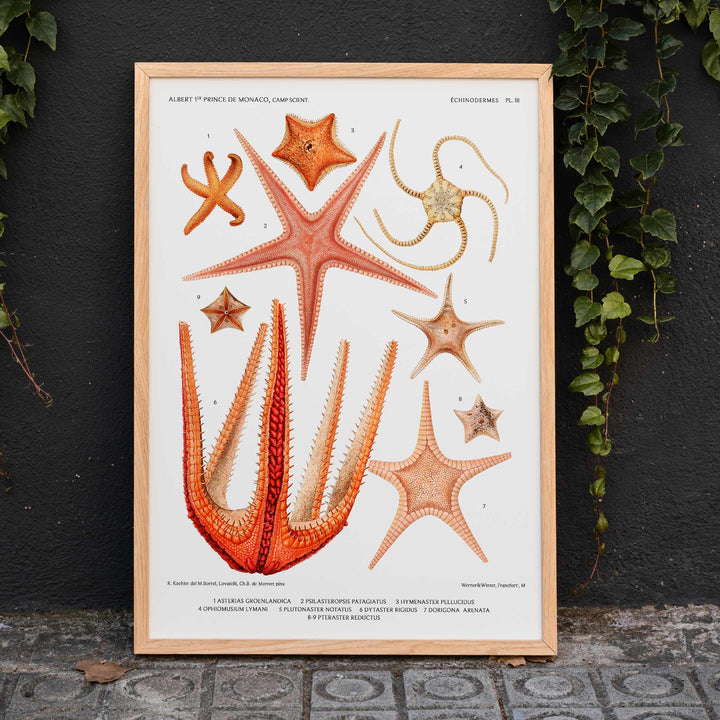 Starfish varieties set illustration from Resultats des Campagnes Scientifiques by Albert I Prince of Monaco scientific poster, framed and displayed in modern living room decor