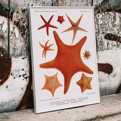 Starfish varieties illustration poster by Albert I Prince of Monaco from Resultats des Campagnes Scientifiques featuring detailed scientific drawings, framed and displayed in modern living room decor