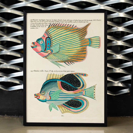 Colorful surreal fish illustrations poster by Louis Renard from Histoire naturelle des plus rares curiositez de la mer des Indes Moluccas and East Indies, framed and displayed in home decor