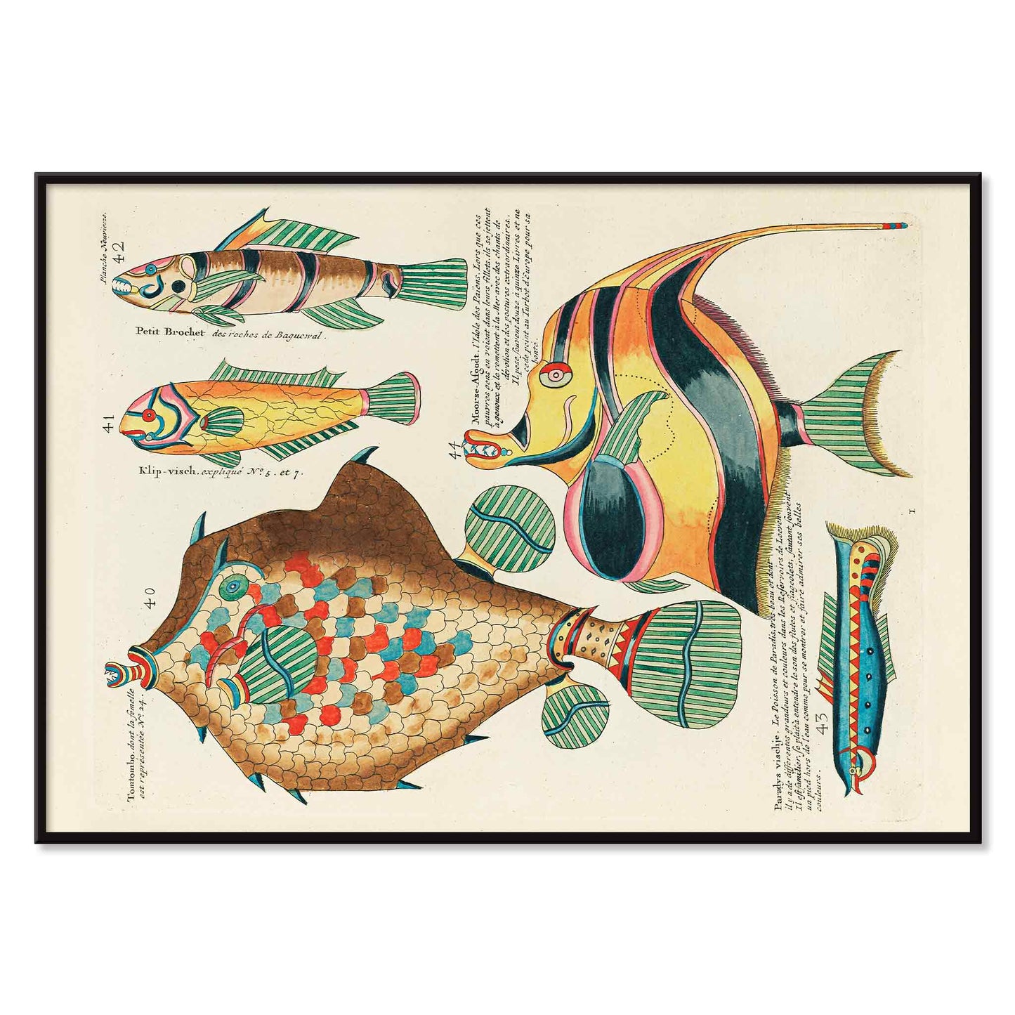 Colourful surreal fish illustrations by Louis Renard from Histoire naturelle des plus rares curiositez de la mer des Indes poster, with black aluminium frame on white background