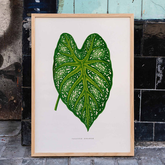 Green Caladium Mirabile botanical illustration poster by Benjamin Fawsett from Les Plantes a Feuillage Colore, framed and displayed in home decor