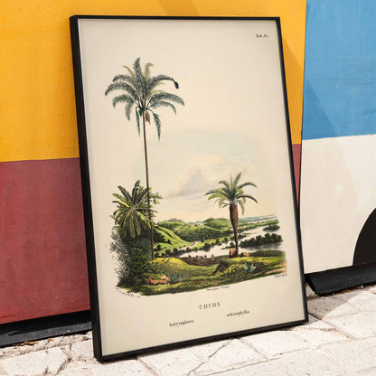 Botanical illustration and poster of palm trees in tropical landscape Cocos Schizophylla by Carl Friedrich Philipp von Martius botanical art, framed and displayed in home decor