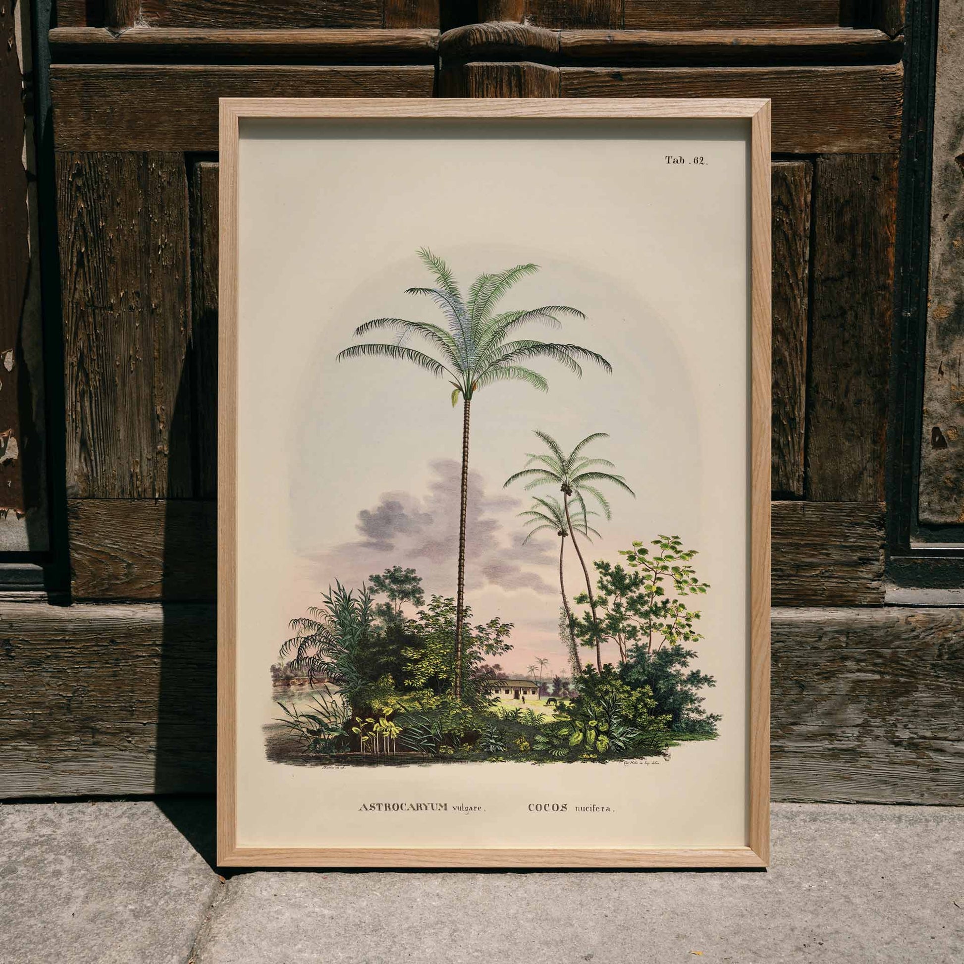 Astrocaryum vulgare botanical illustration and poster of tropical palm trees and lush green plants by Carl Friedrich Philipp von Martius, framed and displayed in home decor