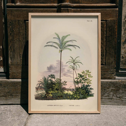 Astrocaryum vulgare botanical illustration and poster of tropical palm trees and lush green plants by Carl Friedrich Philipp von Martius, framed and displayed in home decor