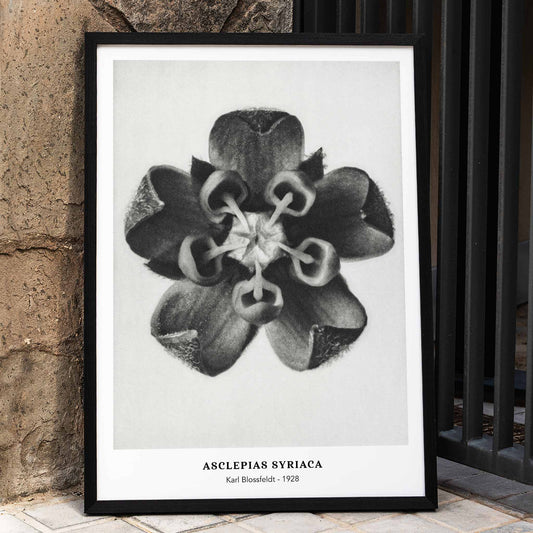 Karl Blossfeldt Asclepias Syriaca Common Milkweed black and white close-up flower artwork and poster detailed botanical photography, framed and displayed in home decor
