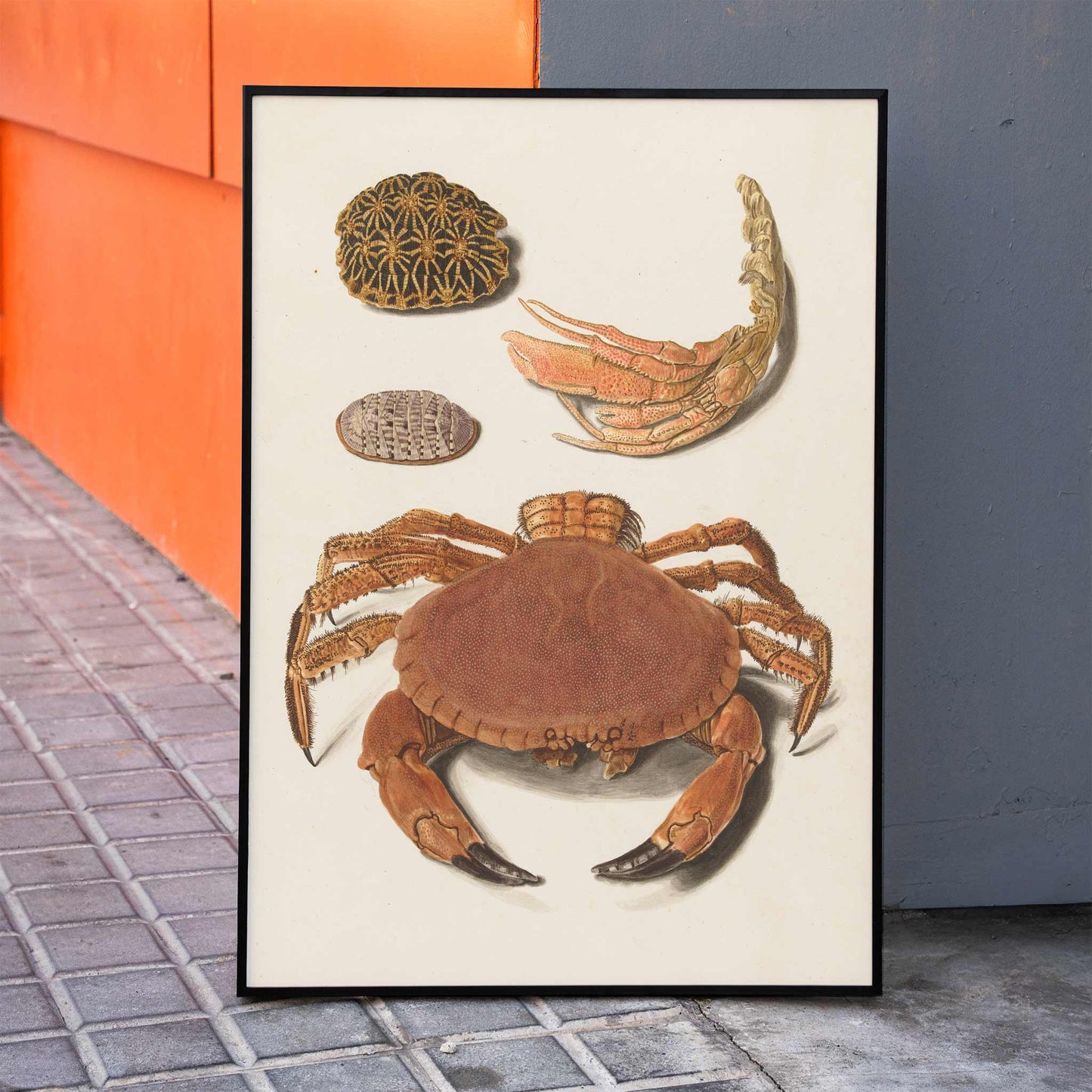 Detailed illustration of crab shells and sea creatures artwork by Johann Gustav Hoch featuring various shells and claws, framed and displayed in home decor