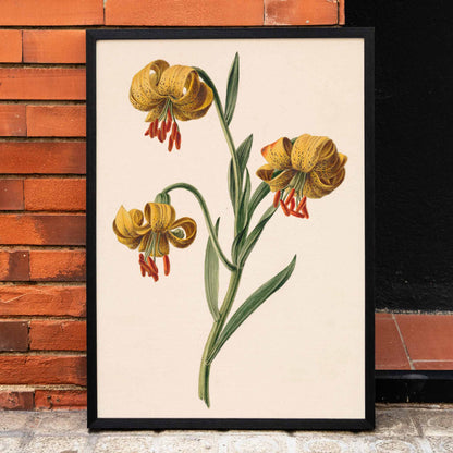 Botanical illustration poster of three yellow lilies by M de Gijselaar, framed and displayed in home decor