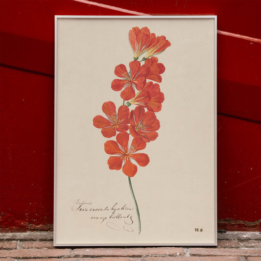 Botanical illustration and poster of vibrant orange and red Tritonia Crocata Flame Freesia flower artwork by Hendrik Schwegman on light background, framed and displayed in home decor