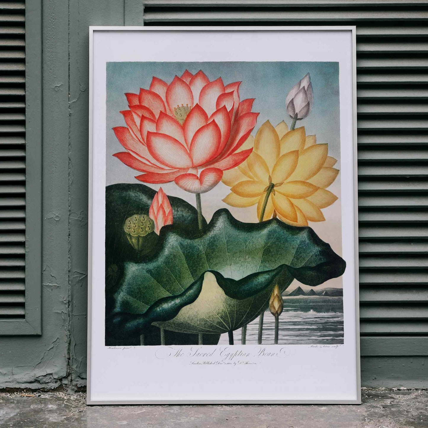 Botanical illustration and poster of vibrant red and yellow lotus flowers with large green leaves The Sacred Egyptian Bean from The Temple of Flora by Robert John Thornton, framed and displayed in home decor