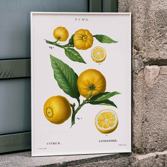 Botanical illustration of citrus fruit clusters and green leaves by Pierre-Joseph Redoute from Traite des Arbres et Arbustes, framed and displayed in home decor