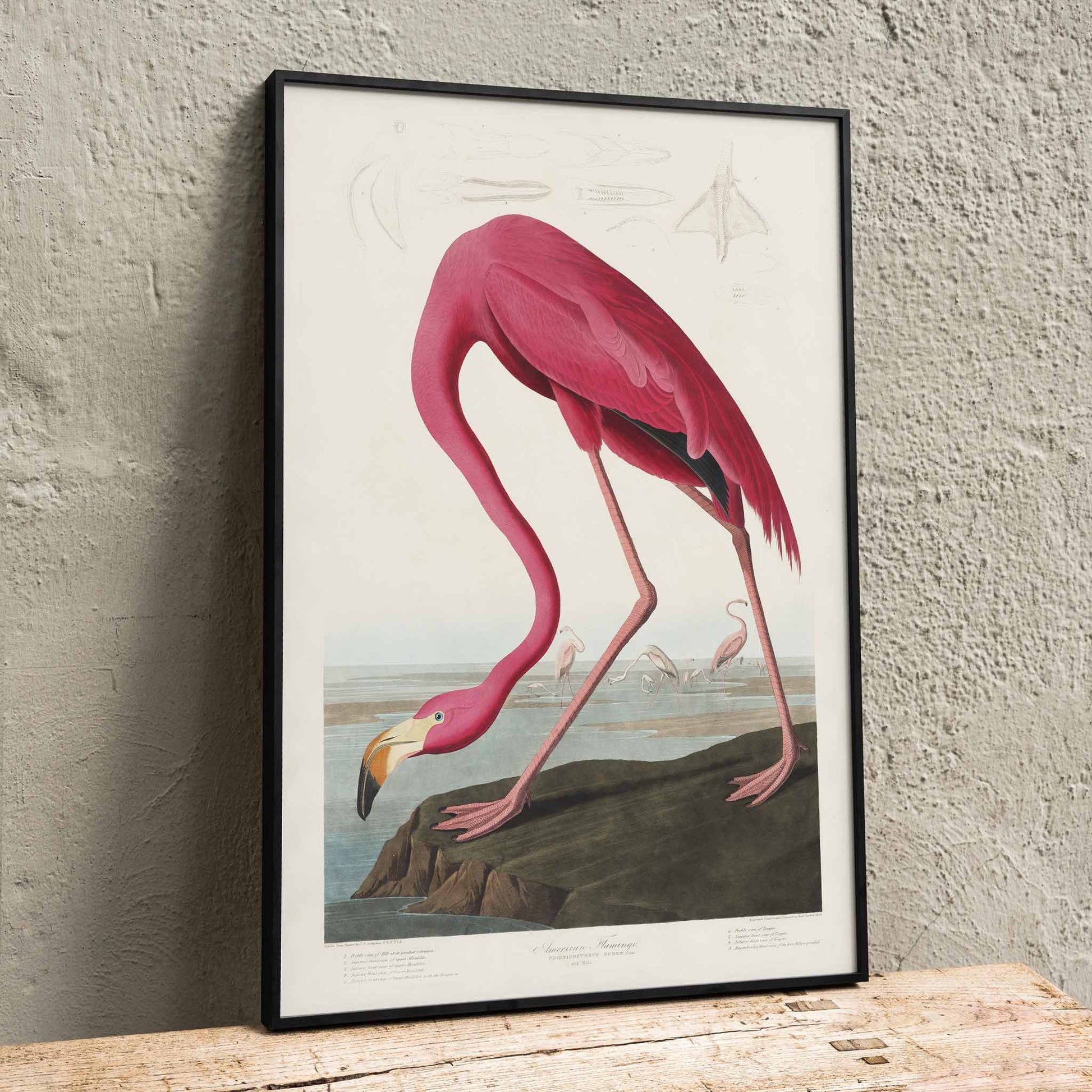 Pink flamingo standing and feeding in natural landscape from Birds of America by John James Audubon etched by Robert Havell poster, framed and displayed in home decor