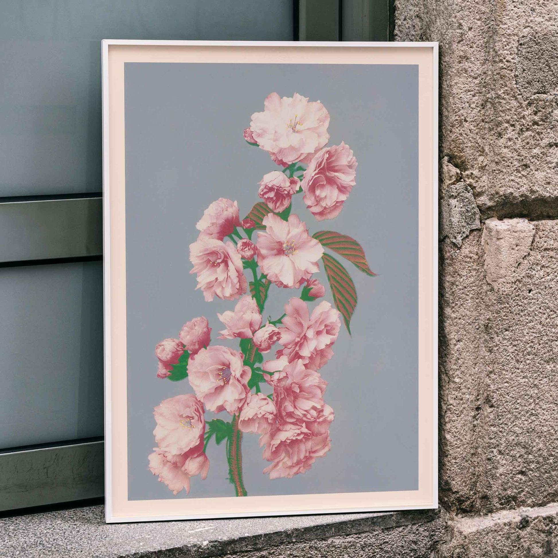 Pink cherry blossom art print by Ogawa Kazumasa delicate flowers on branch poster on grey background, framed and displayed in home decor