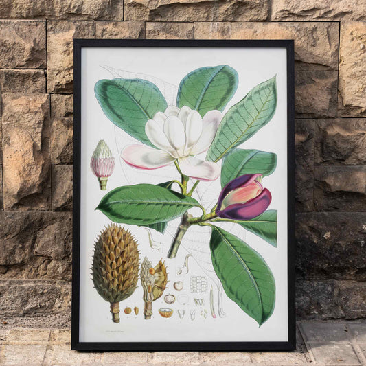 Botanical illustration and poster of Talauma Hodgsoni Magnolia Hodgsonii with detailed flowers and leaves by WH Fitch from Illustrations of Himalayan plants, framed and displayed in home decor