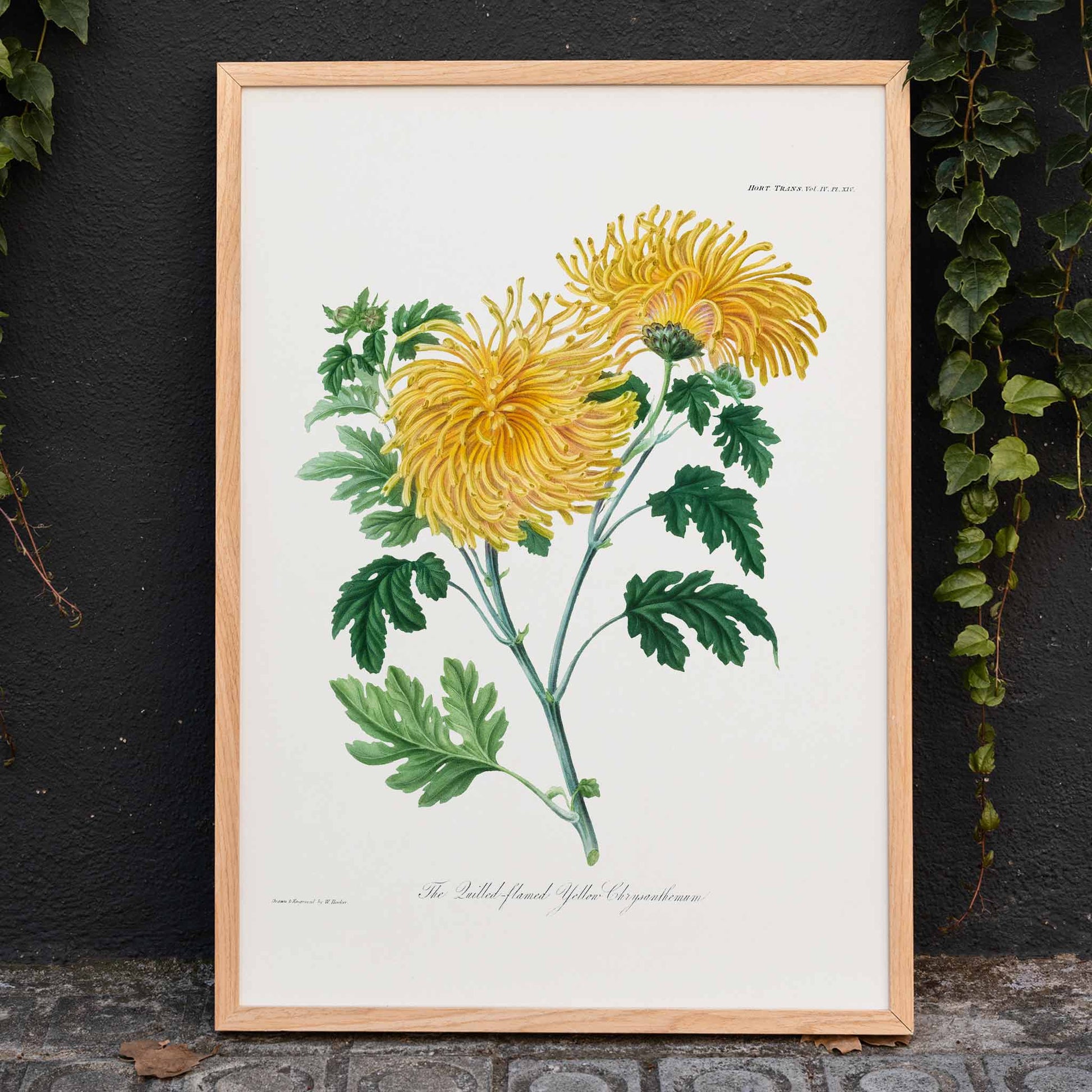 Botanical illustration poster of yellow chrysanthemum flowers and green leaves The Lulled Flame by William Jackson Hooker, framed and displayed in home decor