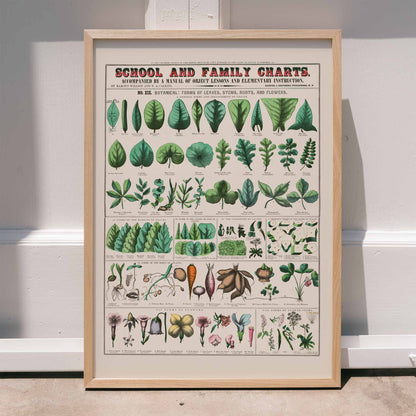 Botanical illustration and poster of leaves stems roots and flowers by Marcius Willson and Norman A Calkins school and family charts, framed and displayed in home decor