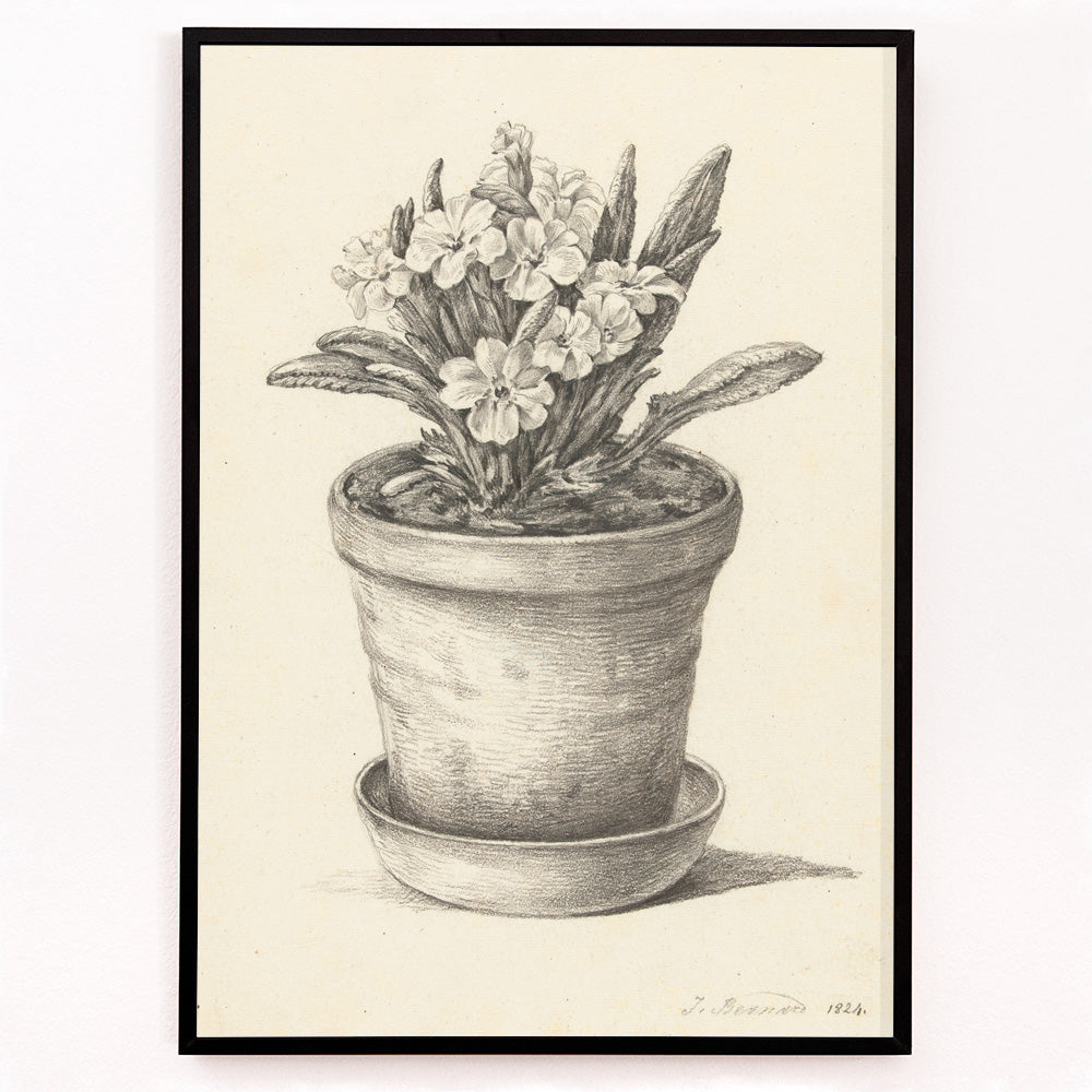 Closeup detail of Black and white pencil drawing poster of a flowering plant in a clay pot titled Potplant by Jean Bernard