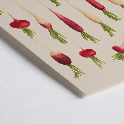 Closeup detail of Poster of various radish illustrations from Album Benary by Ernst Benary featuring different shapes and colors