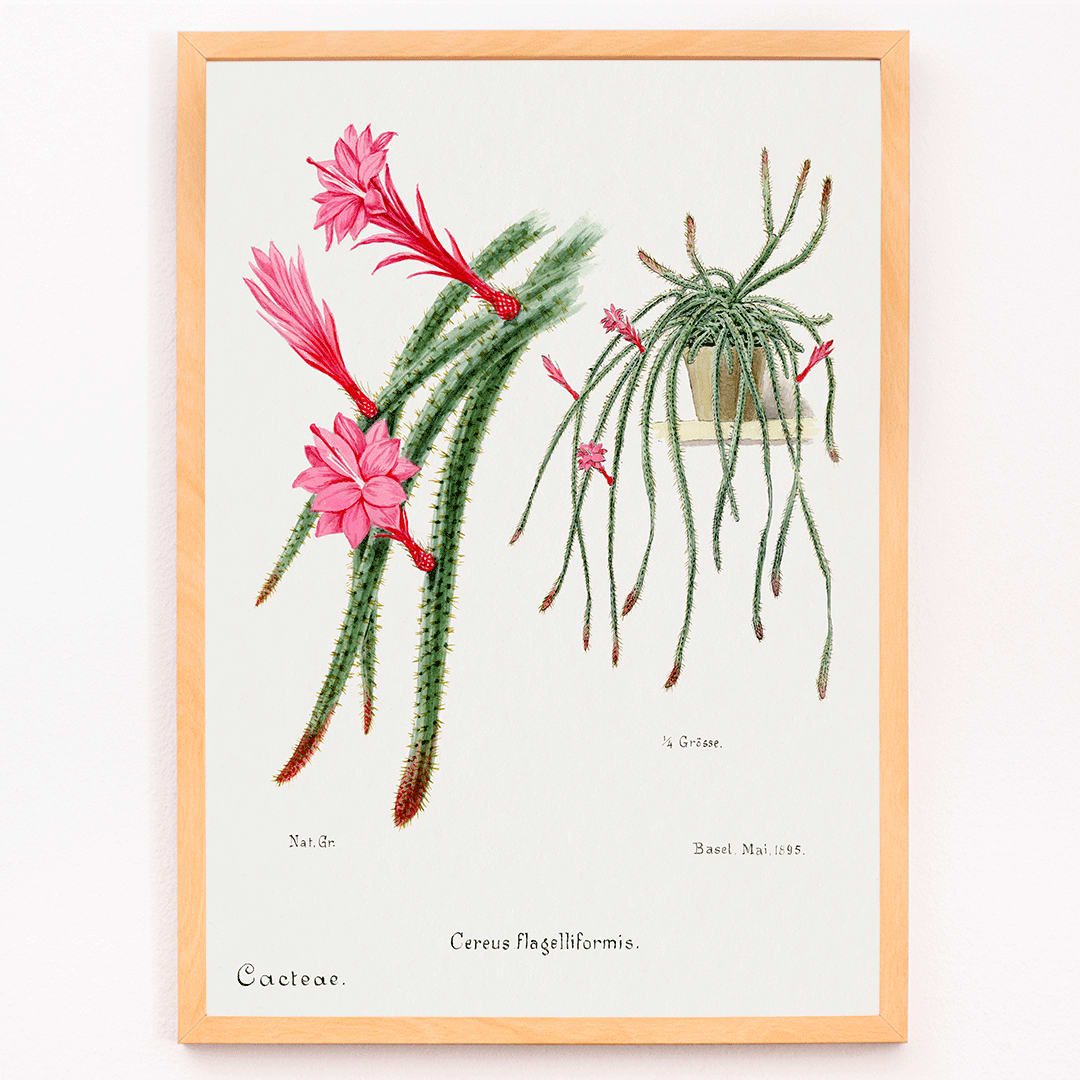 Rattail Cactus artwork and poster by Famille Der Cacteen featuring detailed illustrations of blooming red and pink flowers on cactus stems in a pot, framed and displayed in modern living room decor