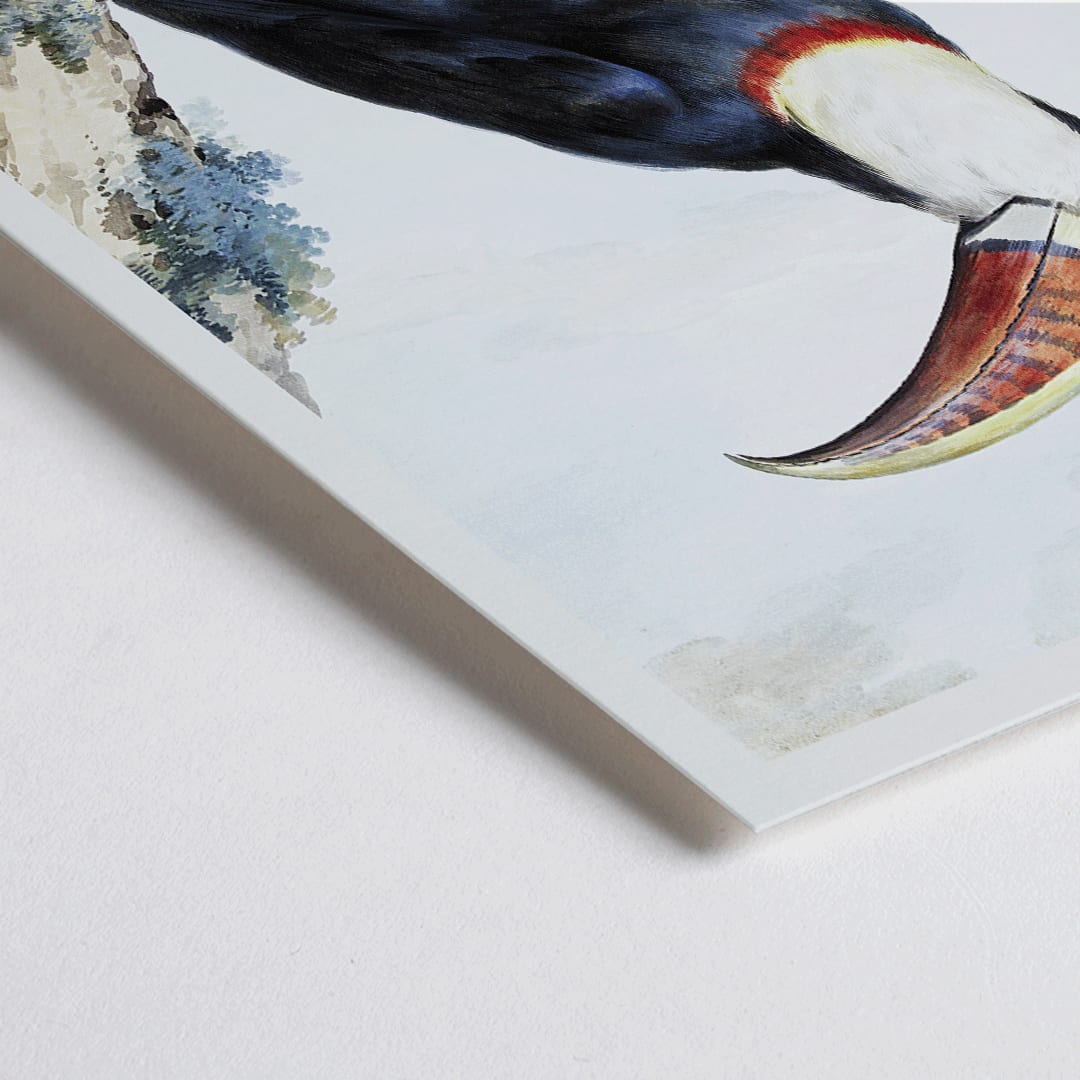 Closeup detail of Red-billed Toucan perched on a branch in a landscape painting by Aert Schouman poster artwork