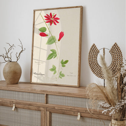 Closeup detail of Botanical illustration of Passiflora coccinea red granadilla flower with green leaves and stems by Red Granadilla and Anonymous