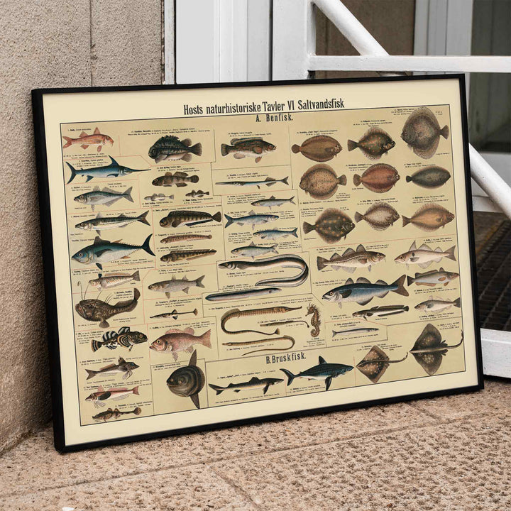 Dr. W. Raschke saltwater fish chart poster with detailed marine species in vintage scientific style and beige tones, framed and displayed in modern living room decor