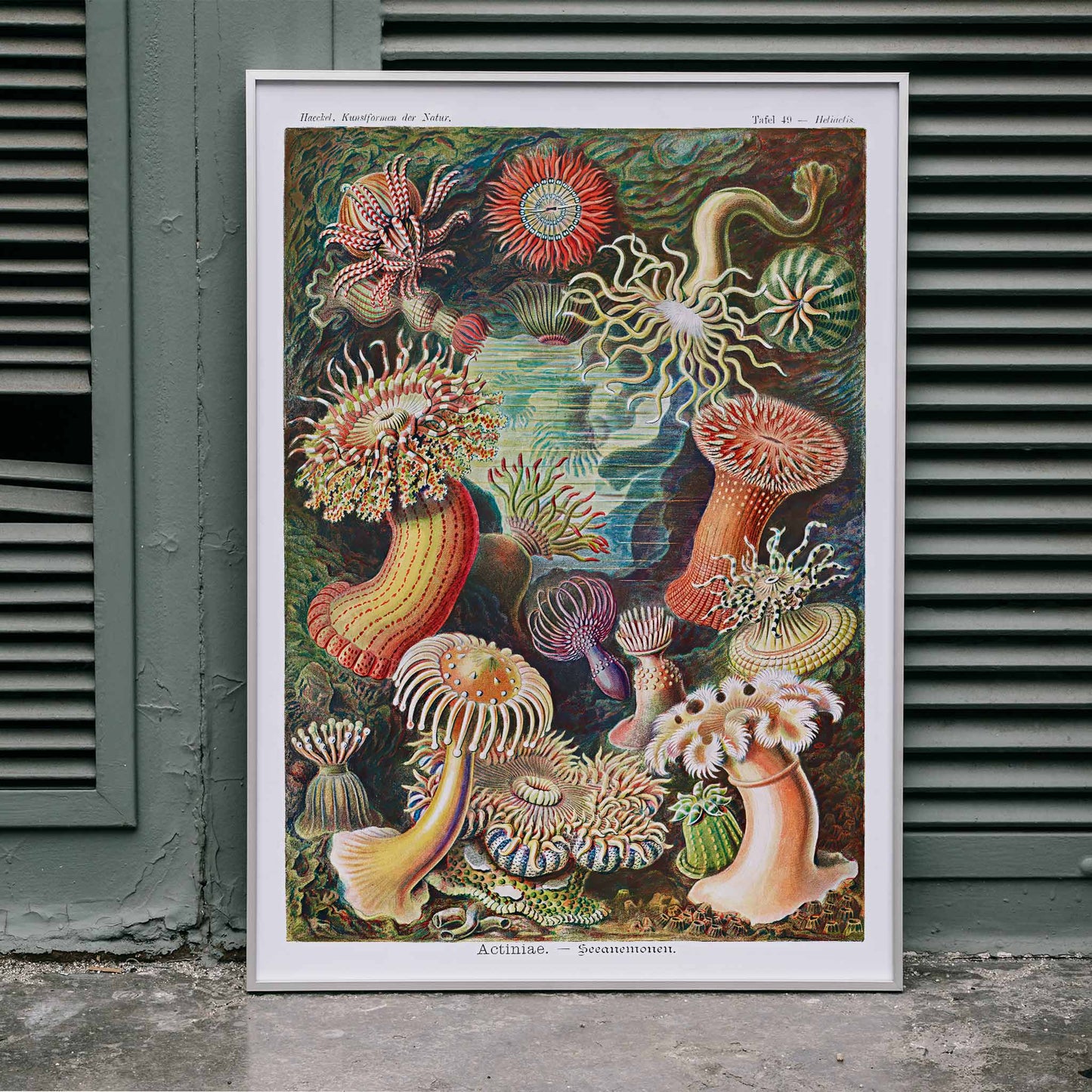 Colorful sea anemones underwater illustration and poster in various shapes and sizes from Actiniae Seeanemonen by Ernst Haeckel, framed and displayed in home decor
