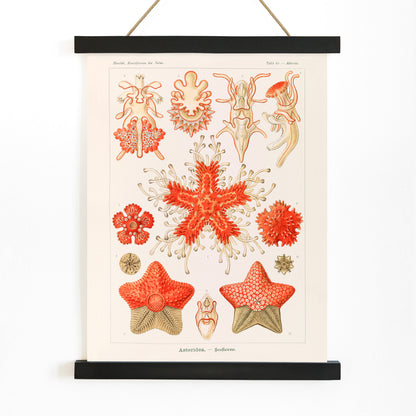 Asteridea illustration lithograph and poster by Adolf Glitsch after Ernst Haeckel showing detailed and colorful starfishes in the Echinodermata phylum, with wooden magnetic frame on white background