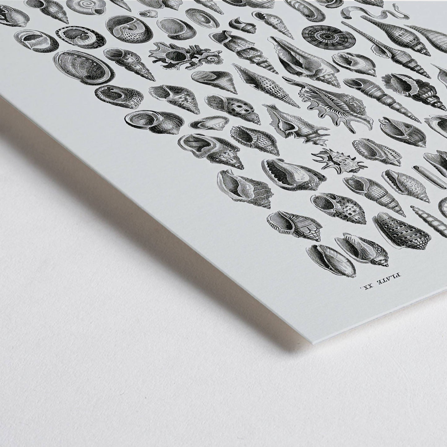 Closeup detail of Vintage seashell illustration and detailed seashell poster by Oliver Goldsmith from A History of the Earth and Animated Nature perfect for natural history decor and study