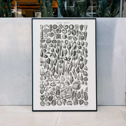 Detailed scientific illustration and poster of fossilized shells and marine life by Oliver Goldsmith from A History of the Earth and Animated Nature and Organic Remains artwork, framed and displayed in modern living room decor