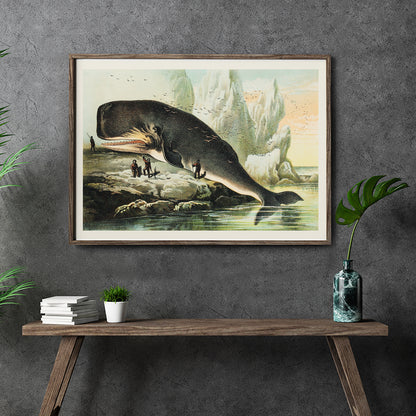 Sperm whale stranded on rocky shore with people and icy cliffs by John Karst from Johnsons household book of nature poster, framed and displayed in home decor