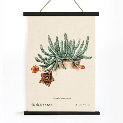 Botanical illustration and poster of Starfish cactus from Familie Der Cacteen featuring a green cactus with a detailed star shaped flower, with wooden magnetic frame on white background