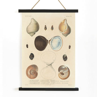 Sea shell illustrations and poster of various sea shells by Louis Isidore Duperrey from Voyage autour du monde Plate 056, with wooden magnetic frame on white background