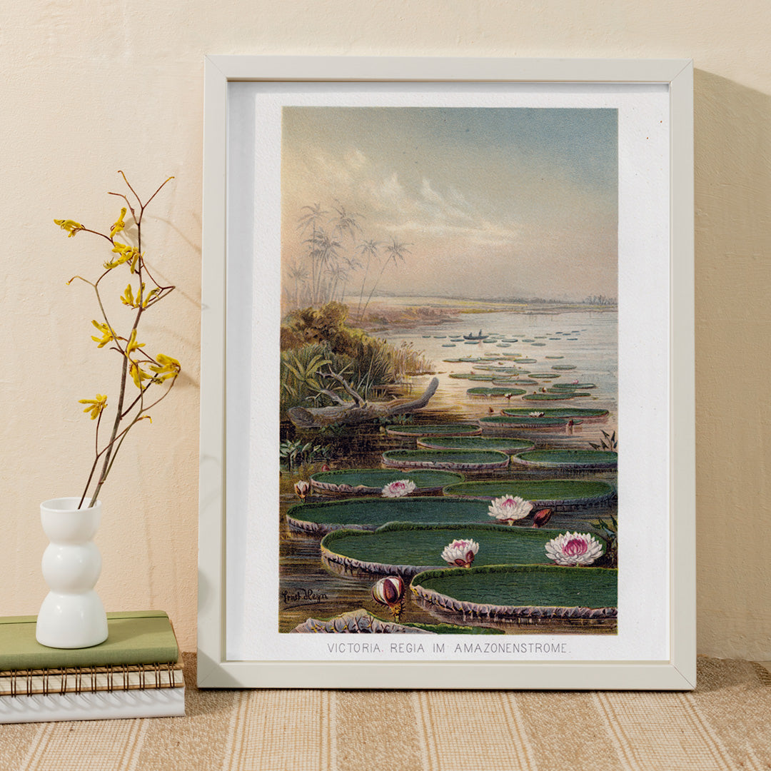 Large water lilies and lush greenery on a tranquil river in the Amazon Forest Nenufar by The institute of Liepzieg poster, framed and displayed in home decor